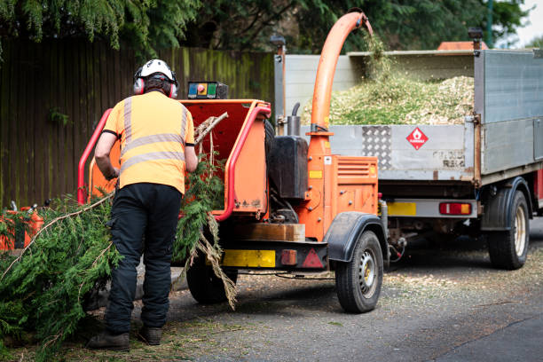 The Steps Involved in Our Tree Care Process in Kewaskum, WI